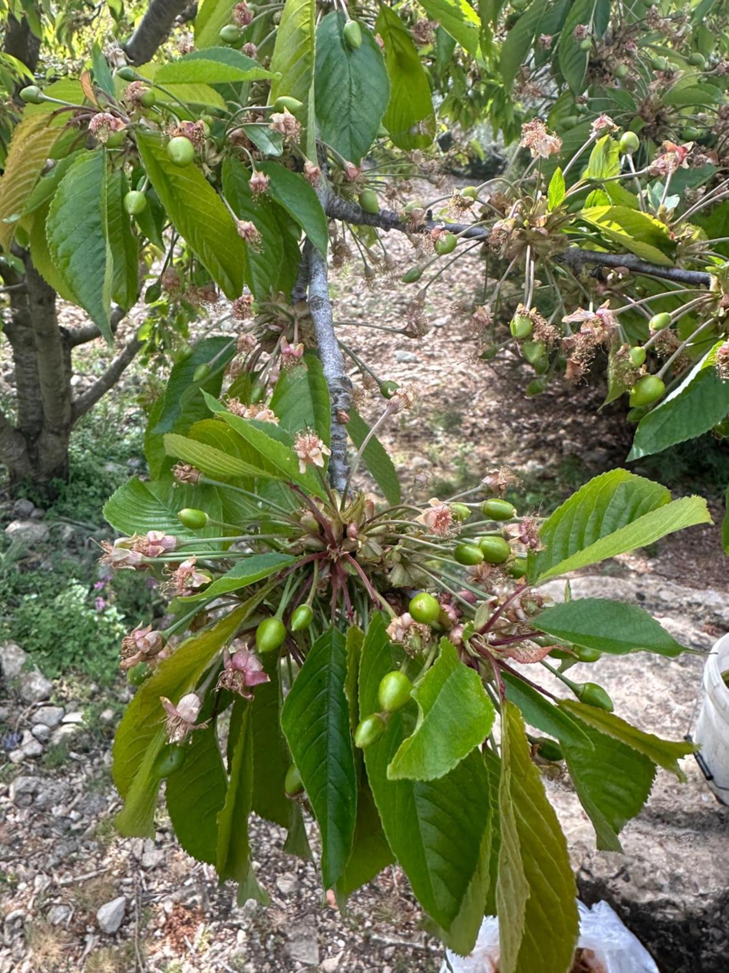 Agriturismo Serra Moneta Santo Stefano Quisquina Dış mekan fotoğraf