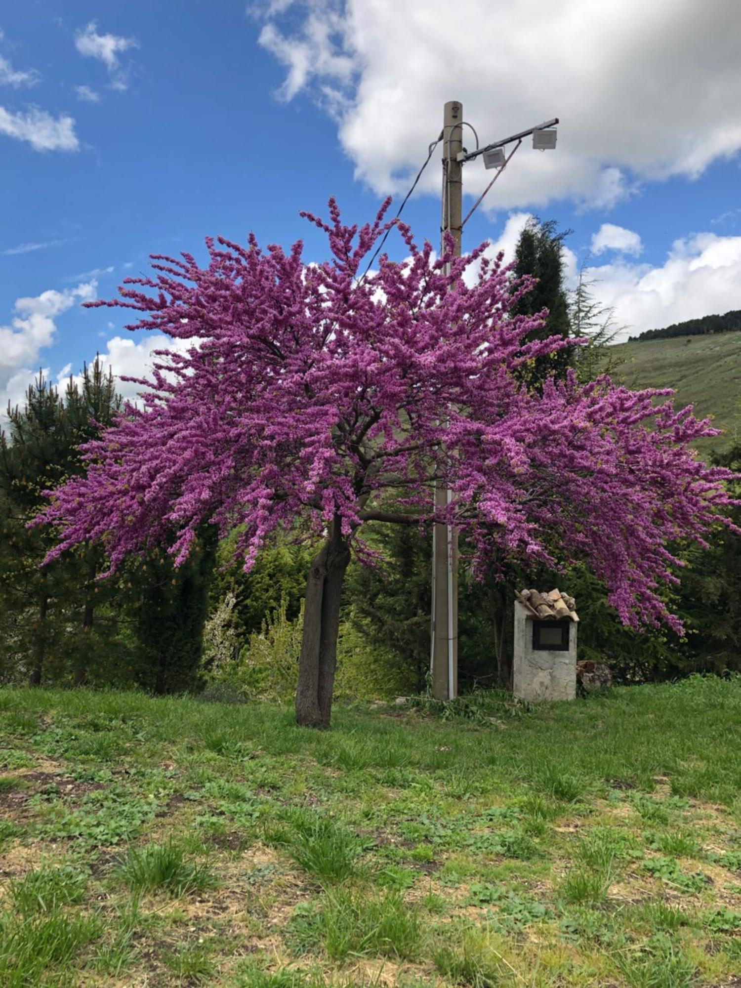 Agriturismo Serra Moneta Santo Stefano Quisquina Dış mekan fotoğraf