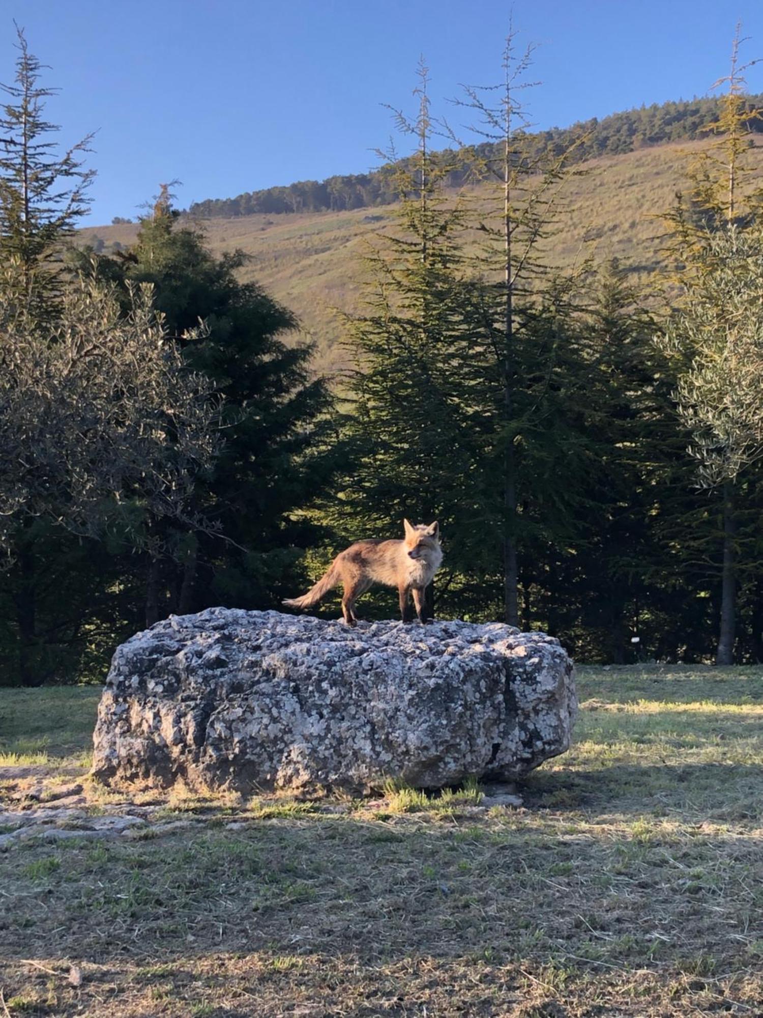 Agriturismo Serra Moneta Santo Stefano Quisquina Dış mekan fotoğraf